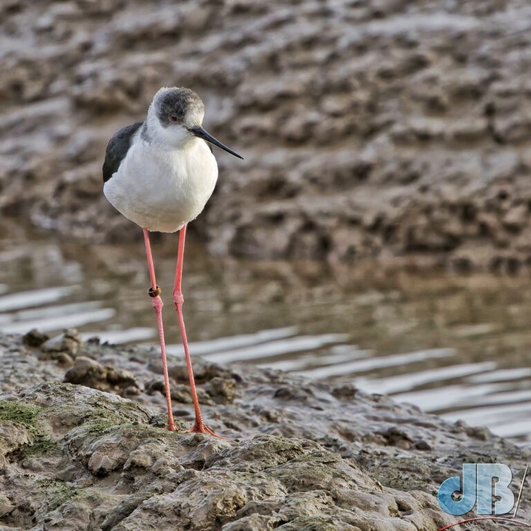 Black-winged Stilt standing out of the water showing off its magnificent legs