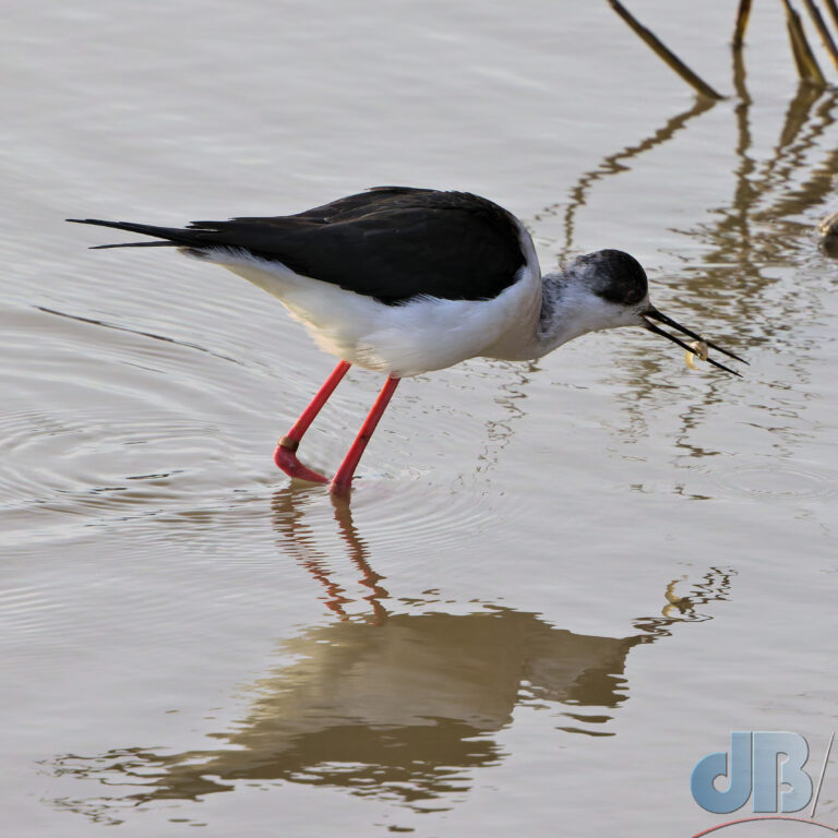 Black-winged Stilt, with copper ring on left shank. Fish supper in bill. RSPB Titchwell