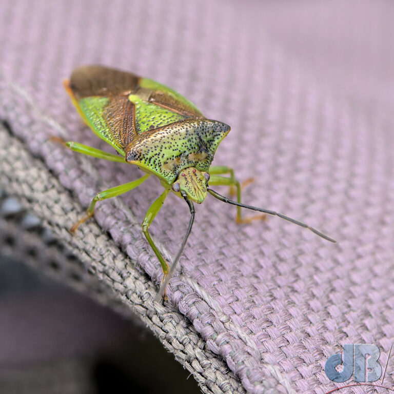 Hawthorn Shield Bug that landed on Mrs Sciencebase rucksack while we were having a snack in between birding sessions.