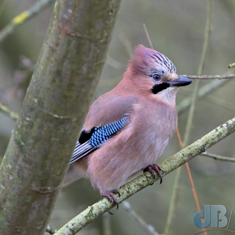 The Eurasian Jay, Garrulus glandarius, one of the corvids. The blue on its wings is second only to the green on the nape of the Eider's neck