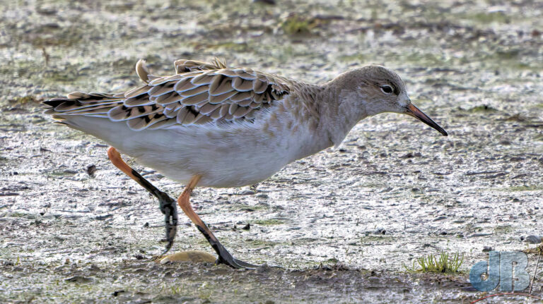 Ruff, Calidris pugnax