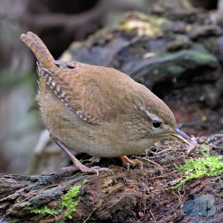 Wren snacking on millipede while we were having a snack