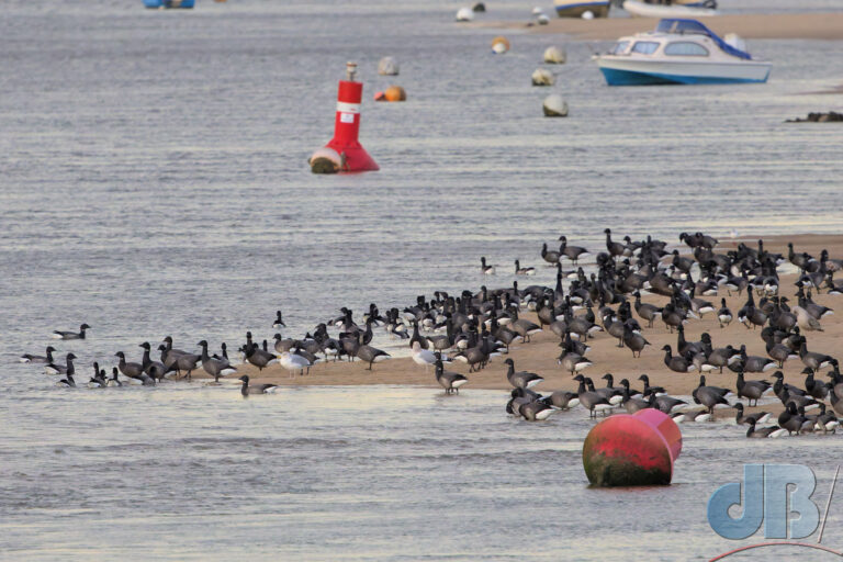 Brent (Brant) Geese, Branta bernicla, East Fleet, Wells-next-the-Sea