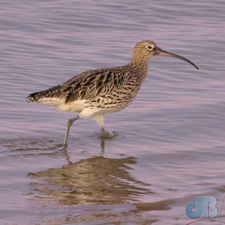 Curlew wading in the East Fleet at Wells-next-the-Sea