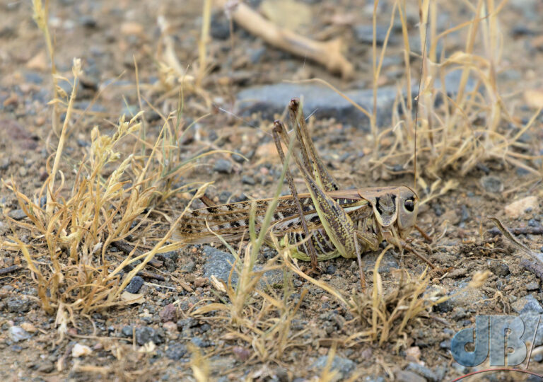 White-faced Bush-Cricket, Decticus albifrons