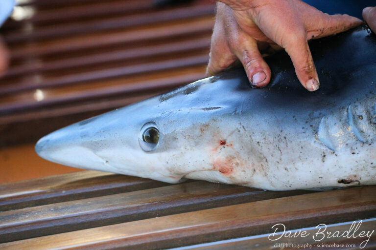 Blue Shark, Prionace glauca