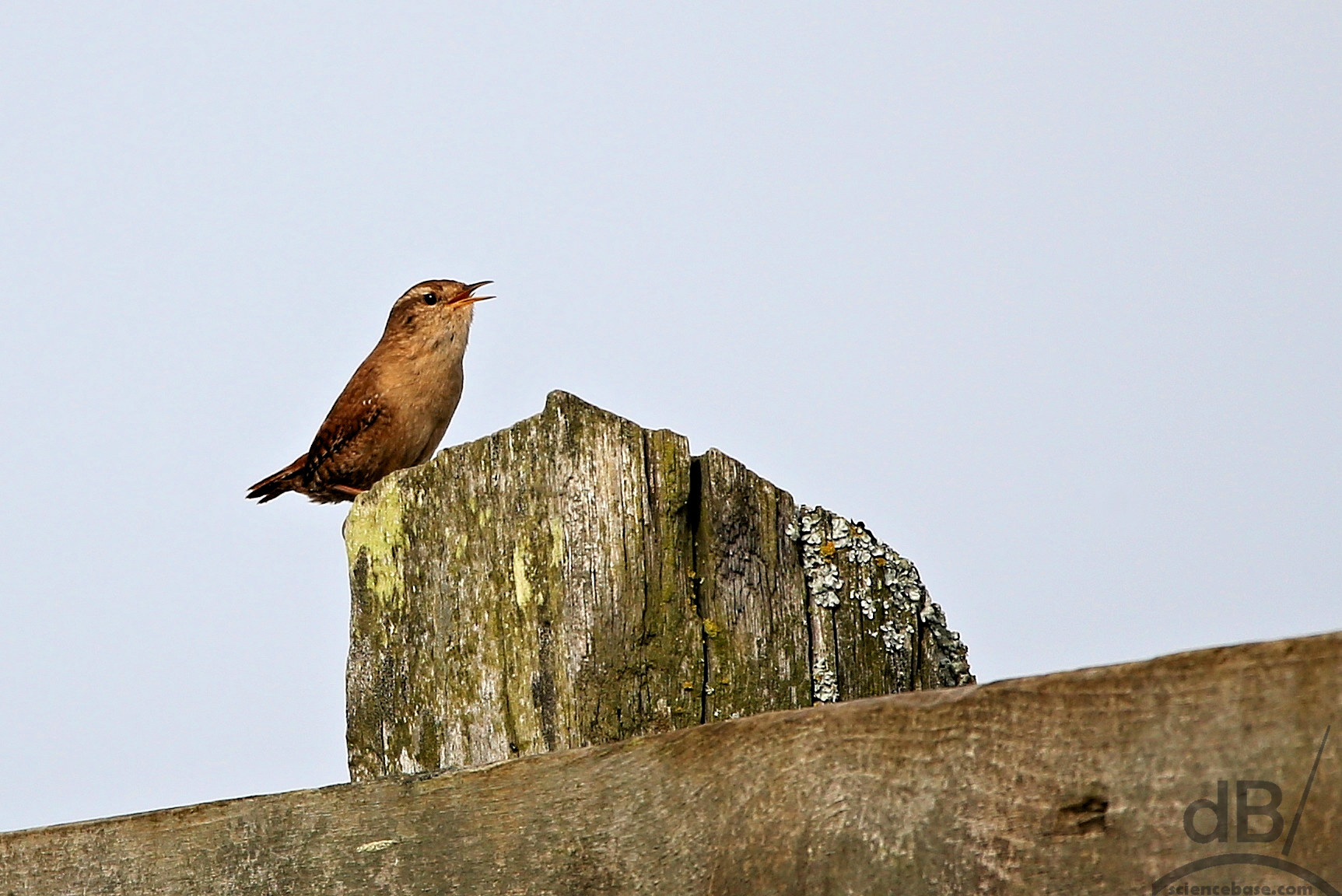 cettis warbler