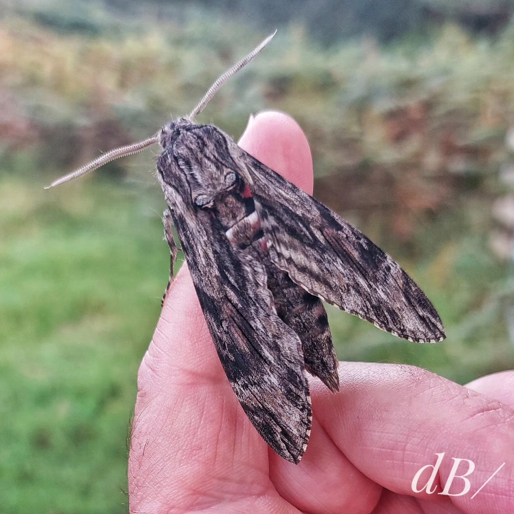 Convolvulus Hawk-moth, RSPB Arne