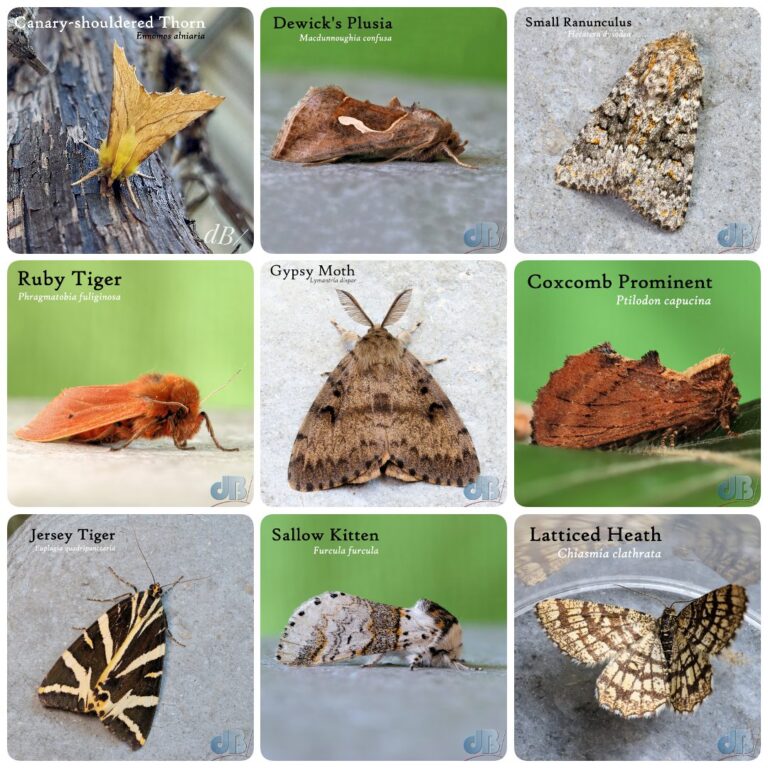 Moth photos, clockwise from top left: Canary-shouldered Thorn, Dewick's Plusia, Smal Ranunculus, Coxcomb Prominent, Latticed Heath, Sallow Kitten, Jersey Tiger, Ruby Tiger, Gypsy Moth