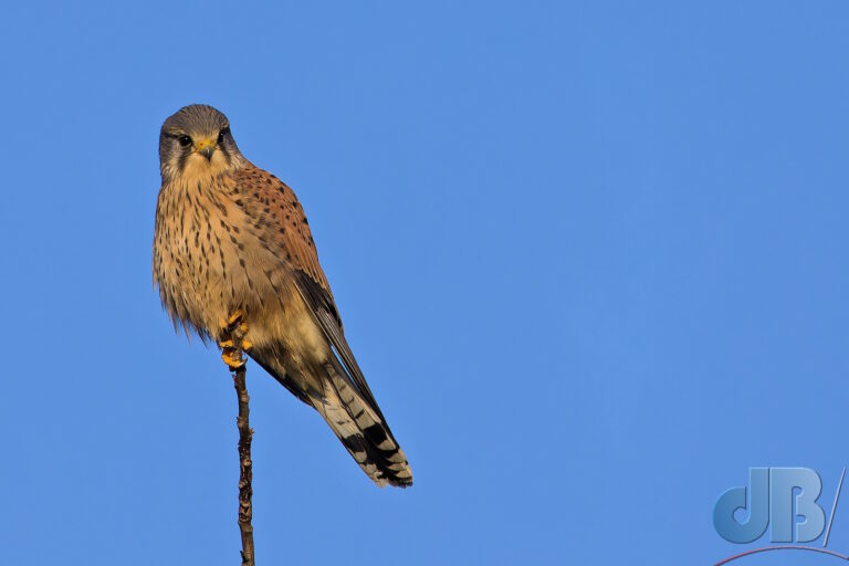 Kestrel perched on a solitary, vertical branch