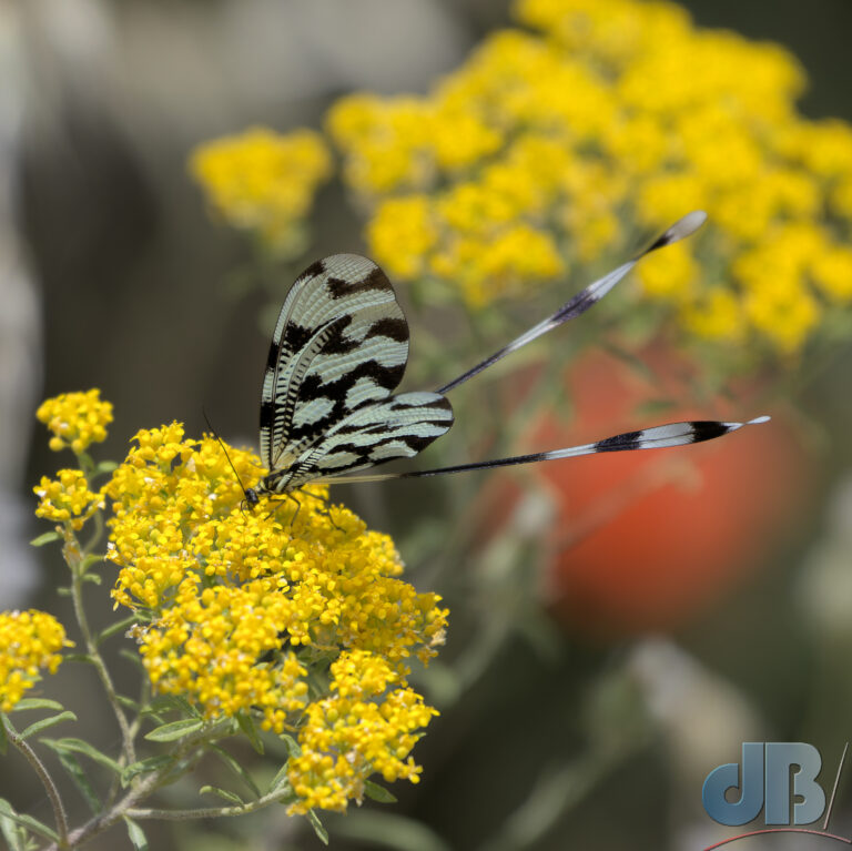 Nemoptera sinuata, one of the spoonwinged lacewings