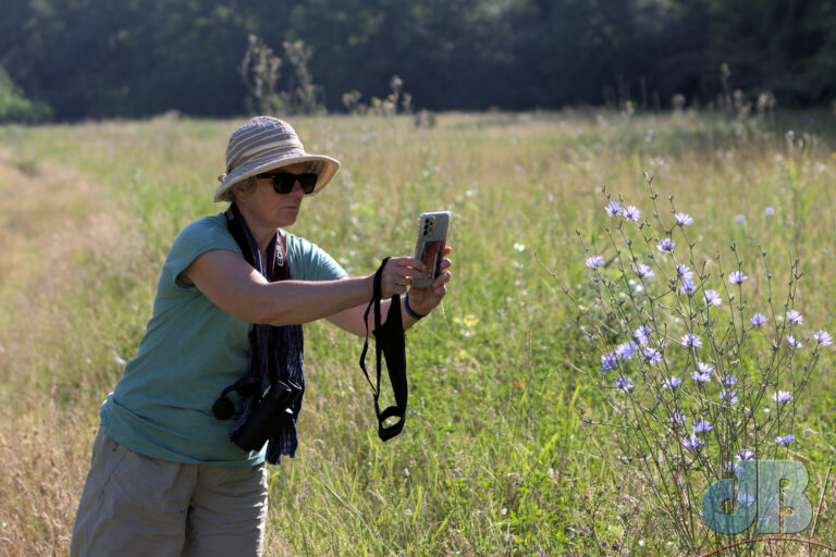 Mrs Sciencebase in Dora the Explorer mode, photographing a chicory plant