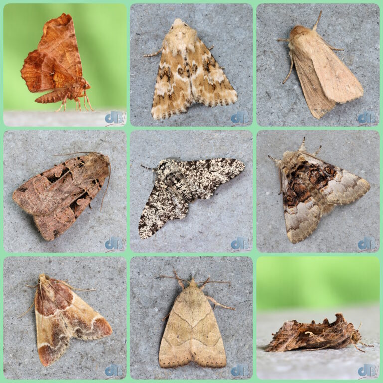 Clockwise from top left: Early Thorn, Dusky Sallow, The Clay, Nut-tree Tussock, Silver Y, The Dun-bar, Meal Moth, Double Square-spot, Peppered Moth