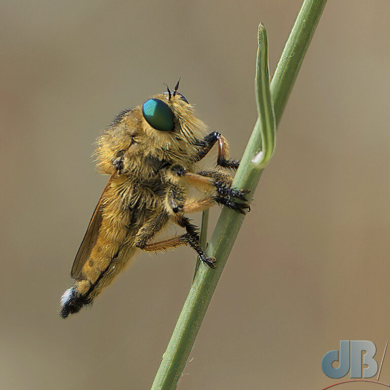 Common Awl Robber Fly, Neoitamus cyanurus