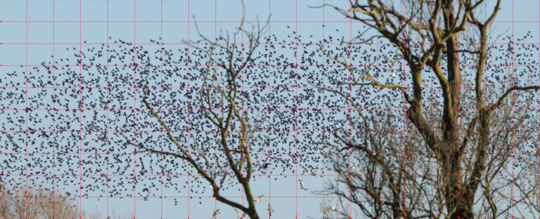 A grid overlay on your murmuration photos can help you guesstimate how many birds are in the flock