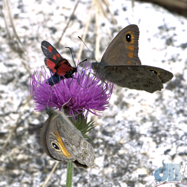 Five-spot Burnet moth and friends
