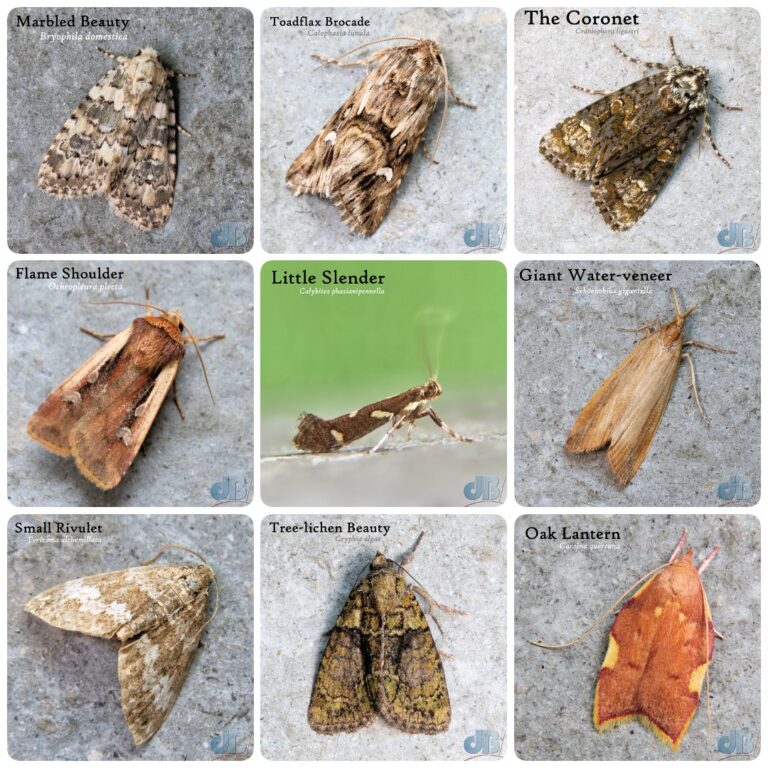 Some moth-ers do have ’em