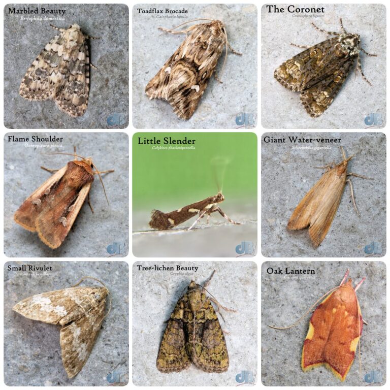 Clockwise from top left: Marbled Beauty, Toadflax Brocade, The Coronet, Giant Water Veneer, Oak Lantern, Tree-lichen Beauty, Small Rivulet, Flame Shoulder, Little Slender