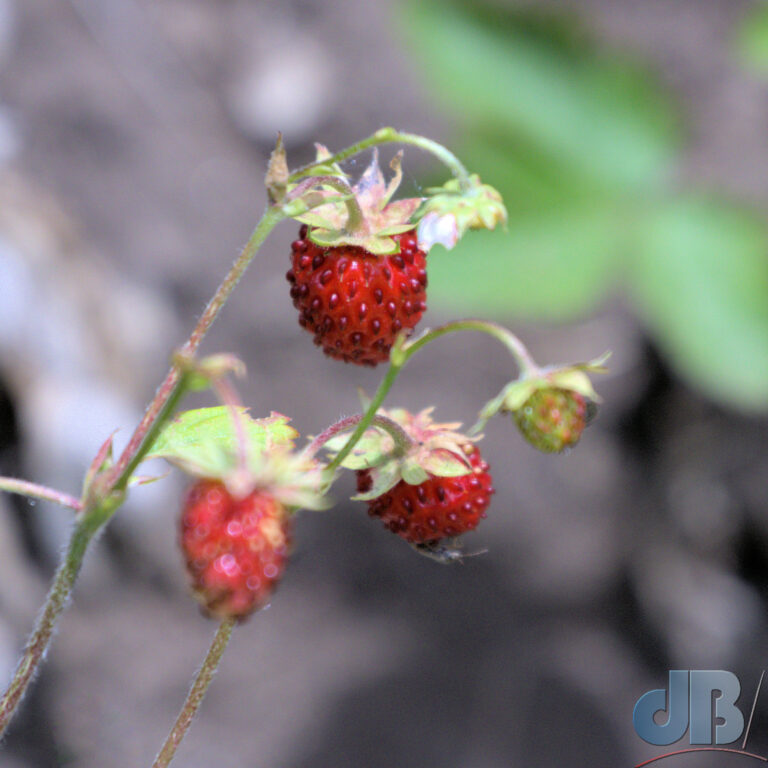 Wild Strawberry